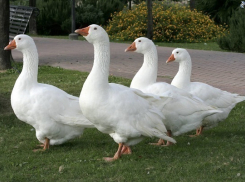 Житель Кубани признался в краже 23-х гусей 