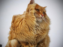  На Кубани потеплеет, но дожди и даже снег все еще возможны 