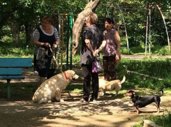 Бабушки-собачницы вступили в борьбу с «ужасными мамашами» в Краснодаре