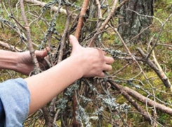 «Это главный результат работы ЗСК за 2018 год», - краснодарцы о сборе валежника в регионе 