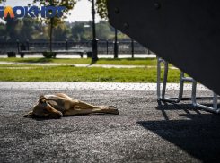 В Краснодаре напавшая на девушку собака поделила жителей на два лагеря