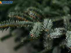 В Краснодар неожиданно придет весенняя погода в середине декабря 