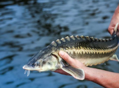 Вымирающих рыб Кубани хотят спасти новой партией в Краснодаре