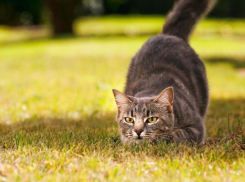Перед дождливым воскресеньем в Краснодаре будет жарко