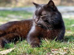 До +27 градусов потеплеет в Краснодарском крае