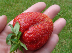 В Краснодарском крае уничтожили 38 тонн клубники