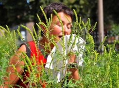 Мэр Краснодара Евланов призвал активней уничтожать амброзию 