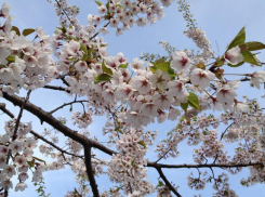 В центре Краснодара в декабре расцвела сакура