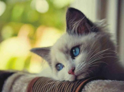 Дождливая и ветреная погода ожидается на Кубани 