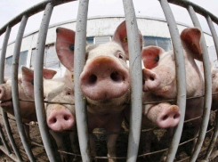 На Кубани бьют тревогу в связи с ухудшением обстановки по АЧС