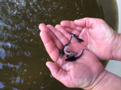 АО «Черномортранснефть» выпустило более 50 тыс. мальков стерляди и русского осетра в реку Кубань