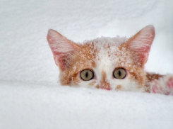 На Кубани обещают Новый год со снегом и морозами