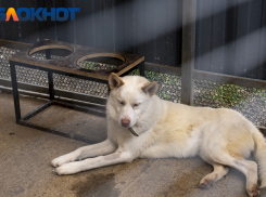 «Зло победило наш мир»: краснодарцы о запрете на кормление и уход за бездомными животными