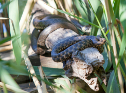 Студентов Краснодара отправили на опасный субботник со змеями