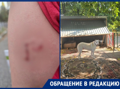 Собака страдает от адской жары и бросается на детей в Краснодаре