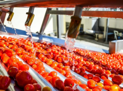 Завод по переработке овощей и фруктов построят на Кубани 
