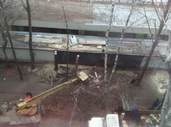  В Краснодаре спилили несколько полувековых берез 