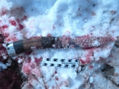 За убийство косули на охотника из Северского района завели уголовное дело