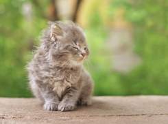 Сильный ветер ожидается на Кубани не там, где обычно