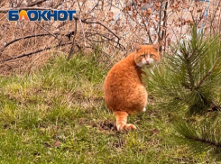 По Краснодарскому краю снова ударит мороз