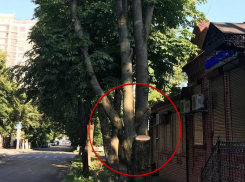 Раньше срока в Краснодаре вырубили несущее угрозу дерево