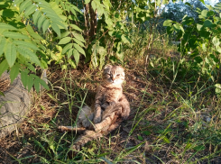 В понедельник в Краснодаре обещают до +35 градусов в тени