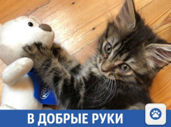 Ласковая киска ищет новый дом
