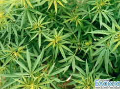 Преступная группа из Краснодара вырастила 378 кустов конопли 