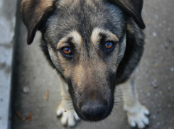 В Ейском районе занялись строительством огромного питомника для выброшенных на улицу собак
