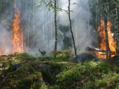 Площадь лесного пожара в Краснодарском крае достигла 5000 кв.м 
