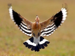 В Сочи прилетела птица-символ 2016 года