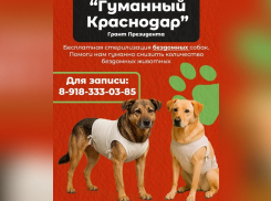 Бесплатная стерилизация собак в Краснодаре 
