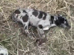 Выбросившего собаку с щенками живодёра ищет полиция Краснодара