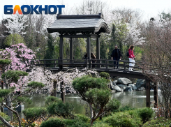 Портал в Азию: Японский сад Галицкого отмечает трёхлетие с момента открытия