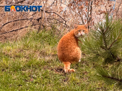 Синоптики предупредили о дождях в Краснодарском крае
