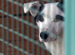 Краснодарцы добились того, что на улицах окажутся полсотни бродячих собак