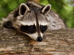 В семи зоопарках и дельфинариях Кубани запретили использовать животных