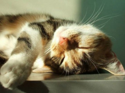  На Кубани по-настоящему жарко 