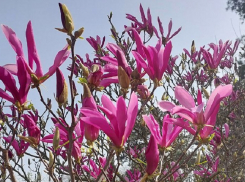 Краснодарцы оккупировали Ботанический сад: фото и видео красоты