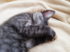 «У ребенка ночью зубы стучали, согреть не могли»: краснодарцы замерзают в своих квартирах после объявления о начале отопительного сезона