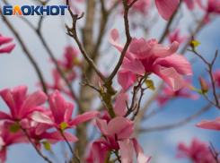 В Краснодаре показали на видео цветущий весенний парк Галицкого