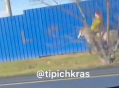 «Леди Годива уже не та»: скачущая на пони краснодарка удивила автомобилистов 