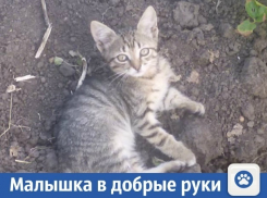 Хорошая кошечка ищет себе дом