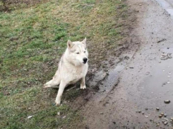 Полиция проверяет жестокий расстрел хаски неизвестными мужчинами в Краснодаре