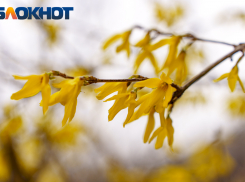 Актуальный Краснодар 7 апреля: Благовещение. Не будем расчесываться и заниматься рукоделием. Ищем вторую половинку