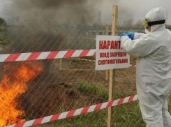На Кубани из-за вспышки АЧС могут объявить карантин