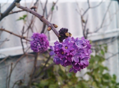 В Новороссийске в октябре зацвела сирень 