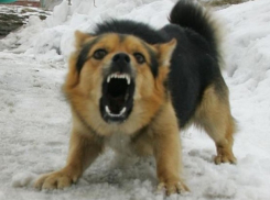 «Не надо доводить до фанатизма»: мнение о работе с бездомными животными в Краснодарском крае