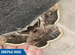 В Юбилейном микрорайоне краснодарцы нашли самую крупную в России и Европе бабочку