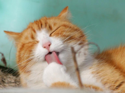 Погода в Краснодаре будет солнечной, но не жаркой